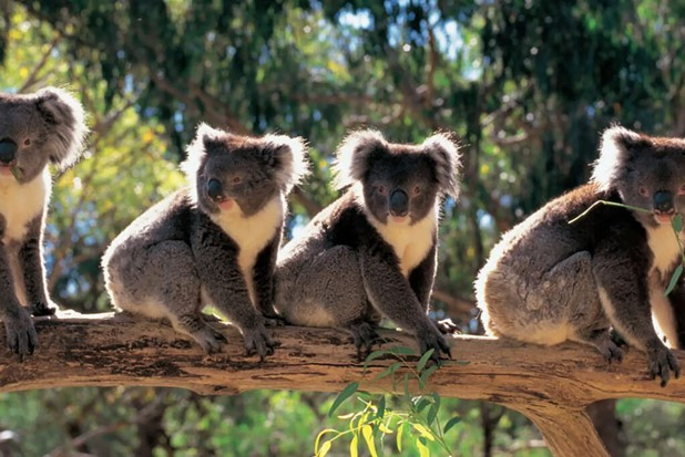 6D5N ADELAIDE AND BEYOND