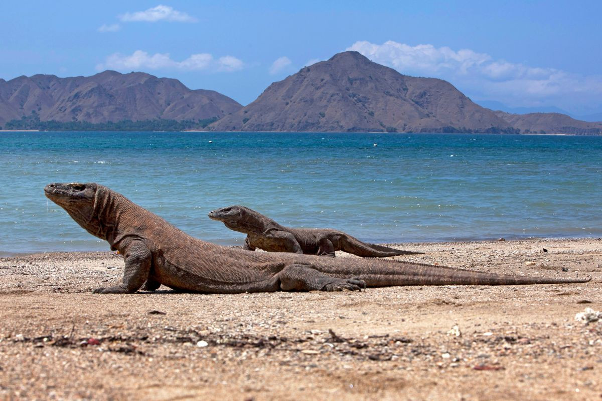 4D3N LABUAN BAJO - KOMODO TOURS