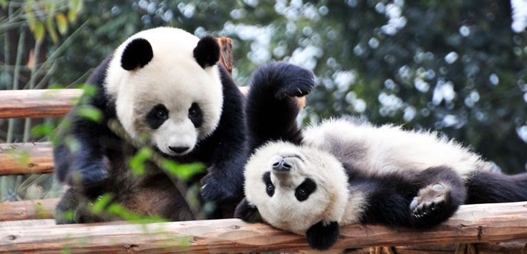 6D5N CHENGDU + CHONGQING PHOTO SHOOTING TOUR