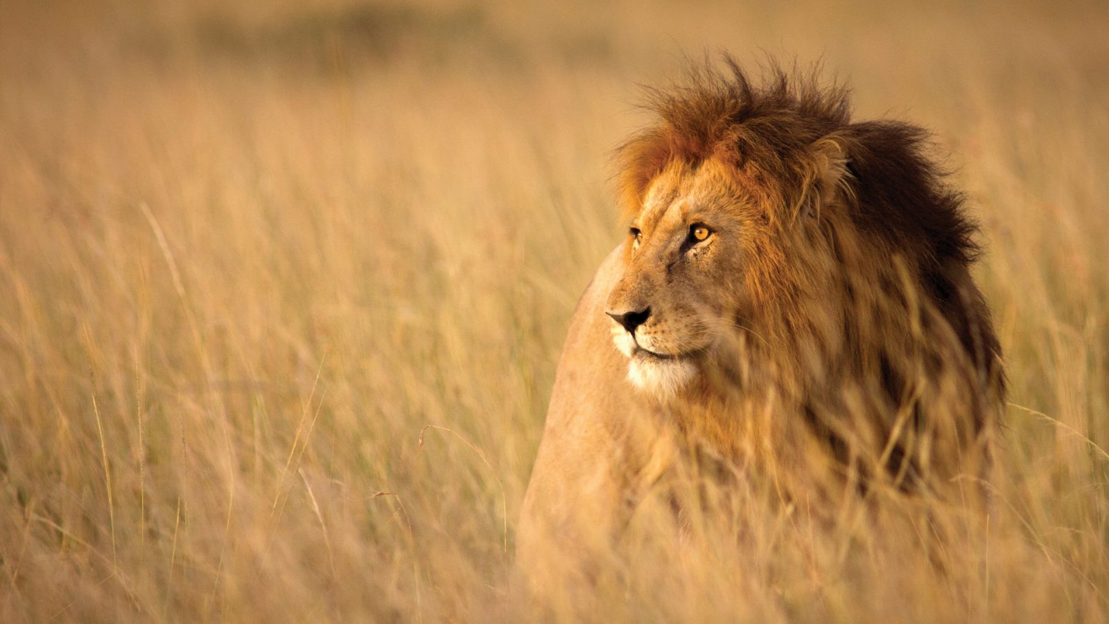 11D8N SOUTH AFRICA, VICTORIA FALLS & CHOBE Photo 8