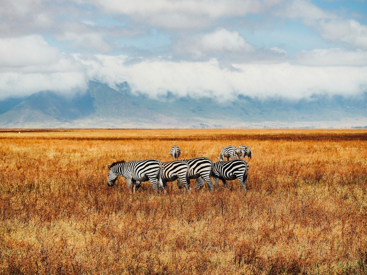 11D8N KENYA & TANZANIA WILDLIFE MIGRATION