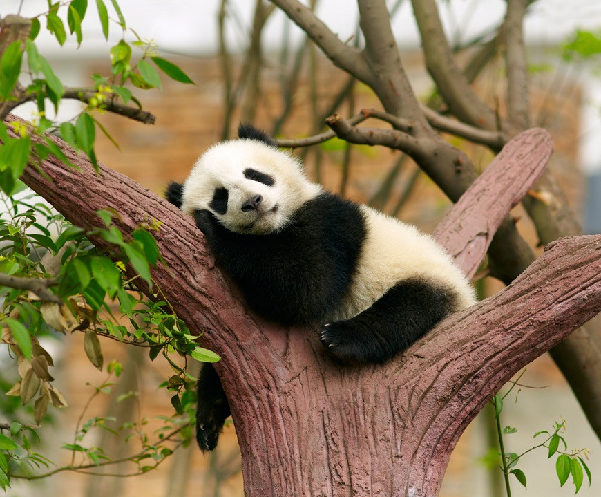 7D6N BASHU EXPLORER -CHENGDU & CHONGQING