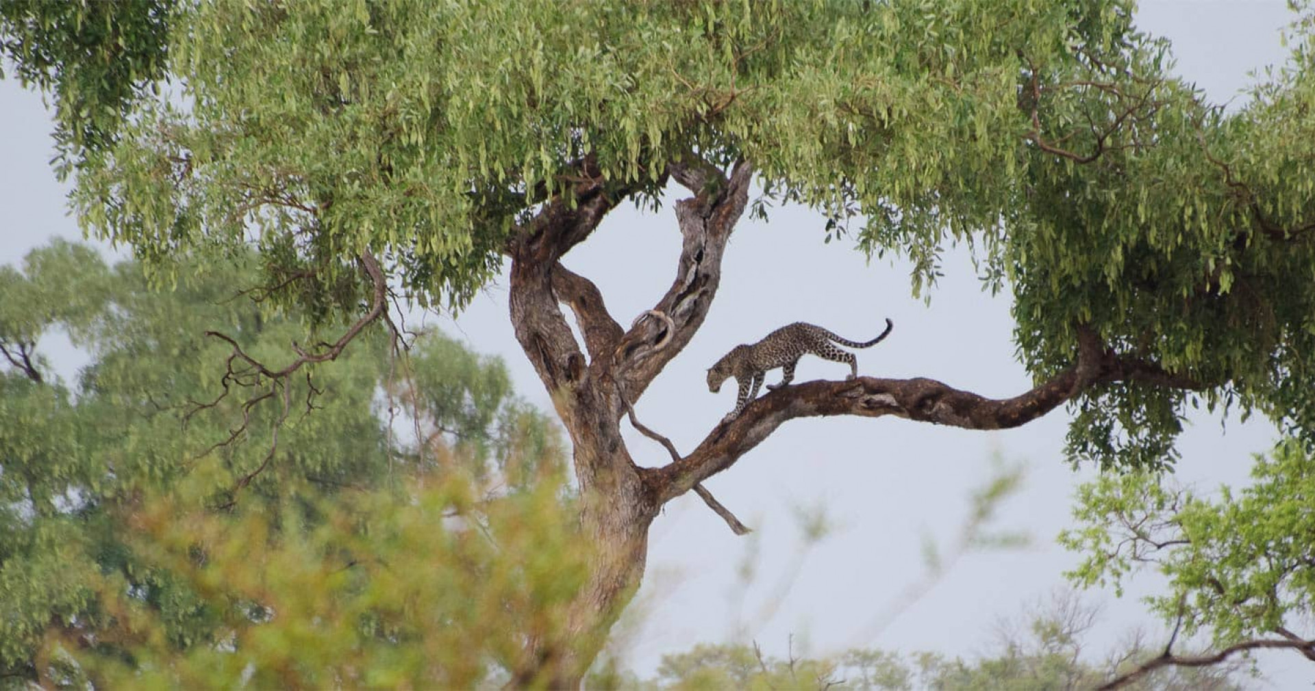 Parlo Tours 11D8N SOUTH AFRICA, VICTORIA FALLS & CHOBE Landing Photo