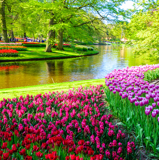 8D7N TULIP TIME CRUISE Gallery Photo 2